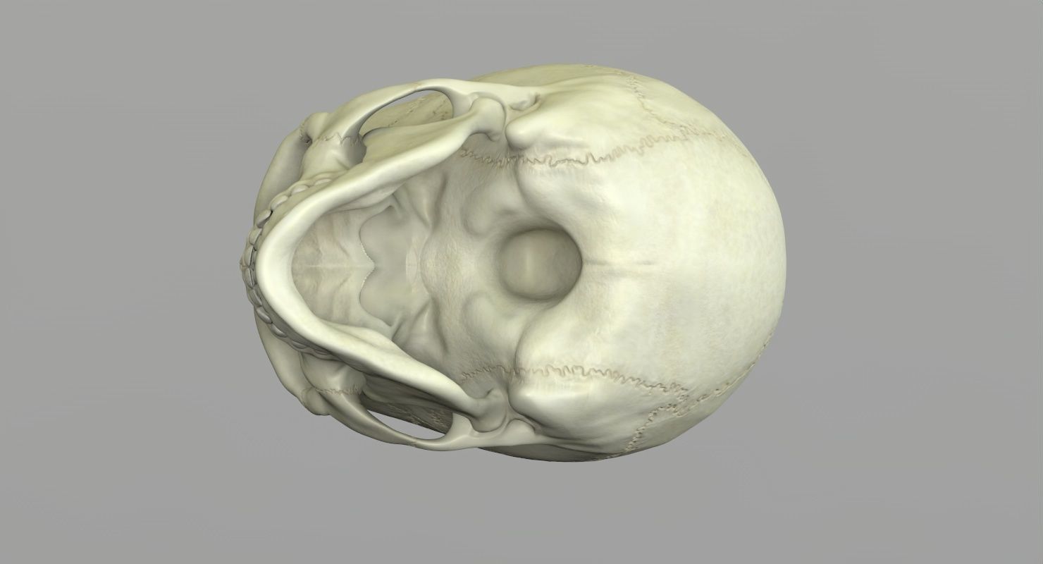 Skull 3d - Human Skull Low-poly 3D model_39