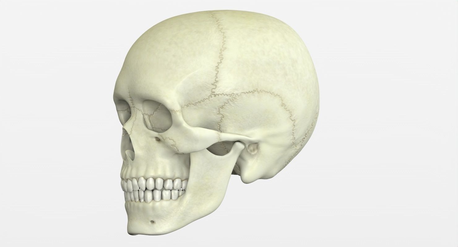 Skull 3d - Human Skull Low-poly 3D model_25