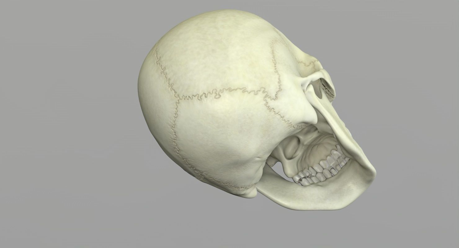 Skull 3d - Human Skull Low-poly 3D model_37