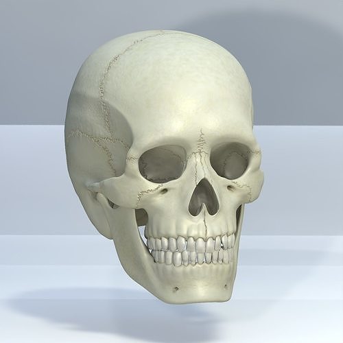 Skull 3d - Human Skull Low-poly 3D model