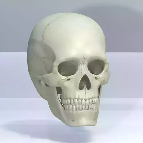 Skull 3d - Human Skull