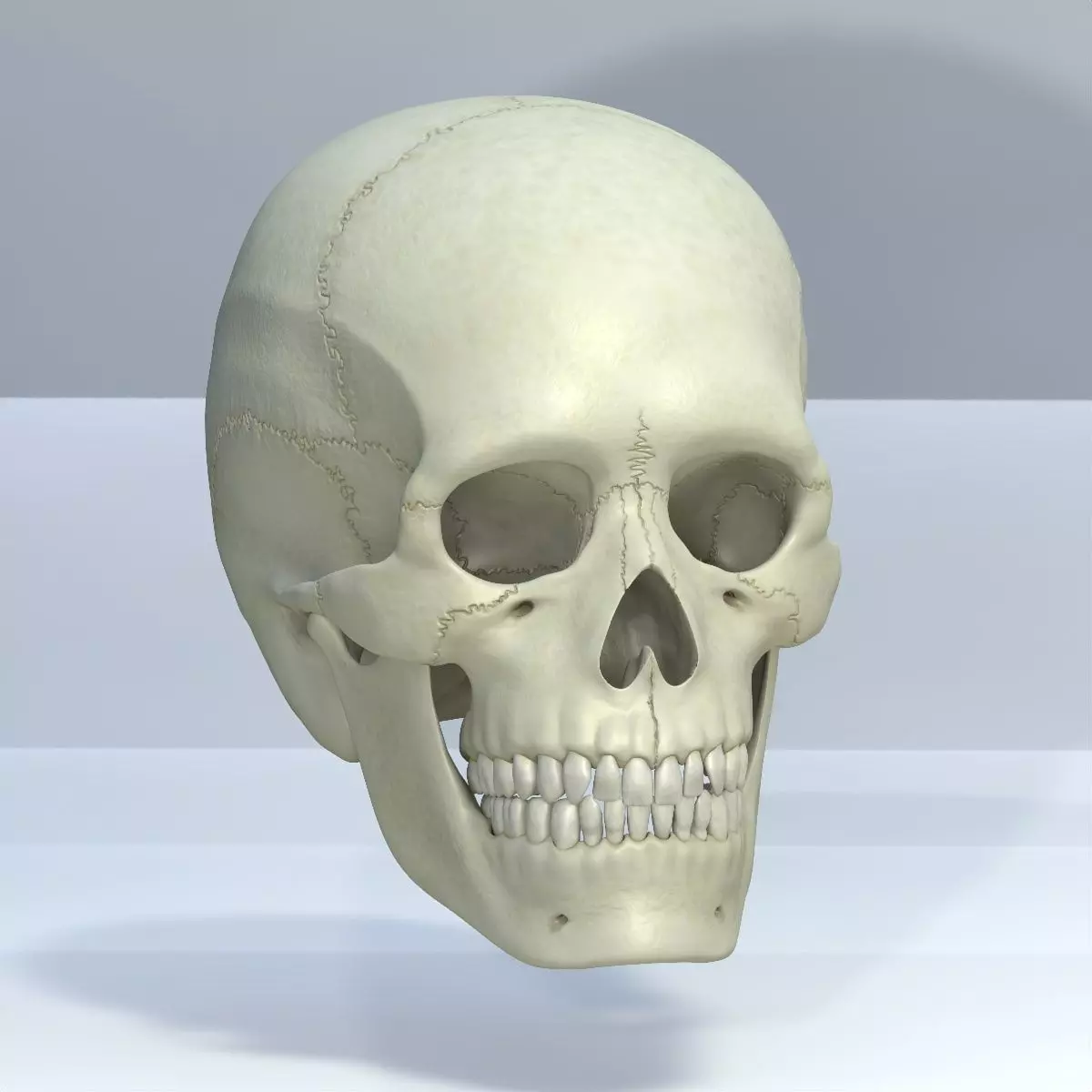 Skull 3d - Human Skull Low-poly 3D model_0