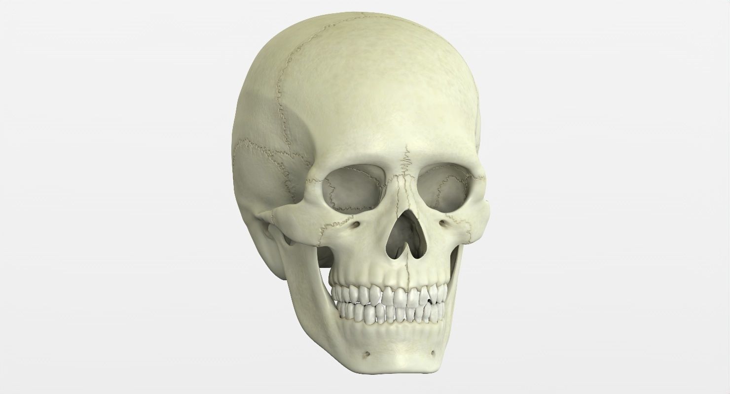 Skull 3d - Human Skull Low-poly 3D model_21