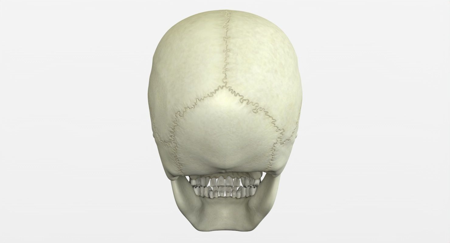 Skull 3d - Human Skull Low-poly 3D model_32