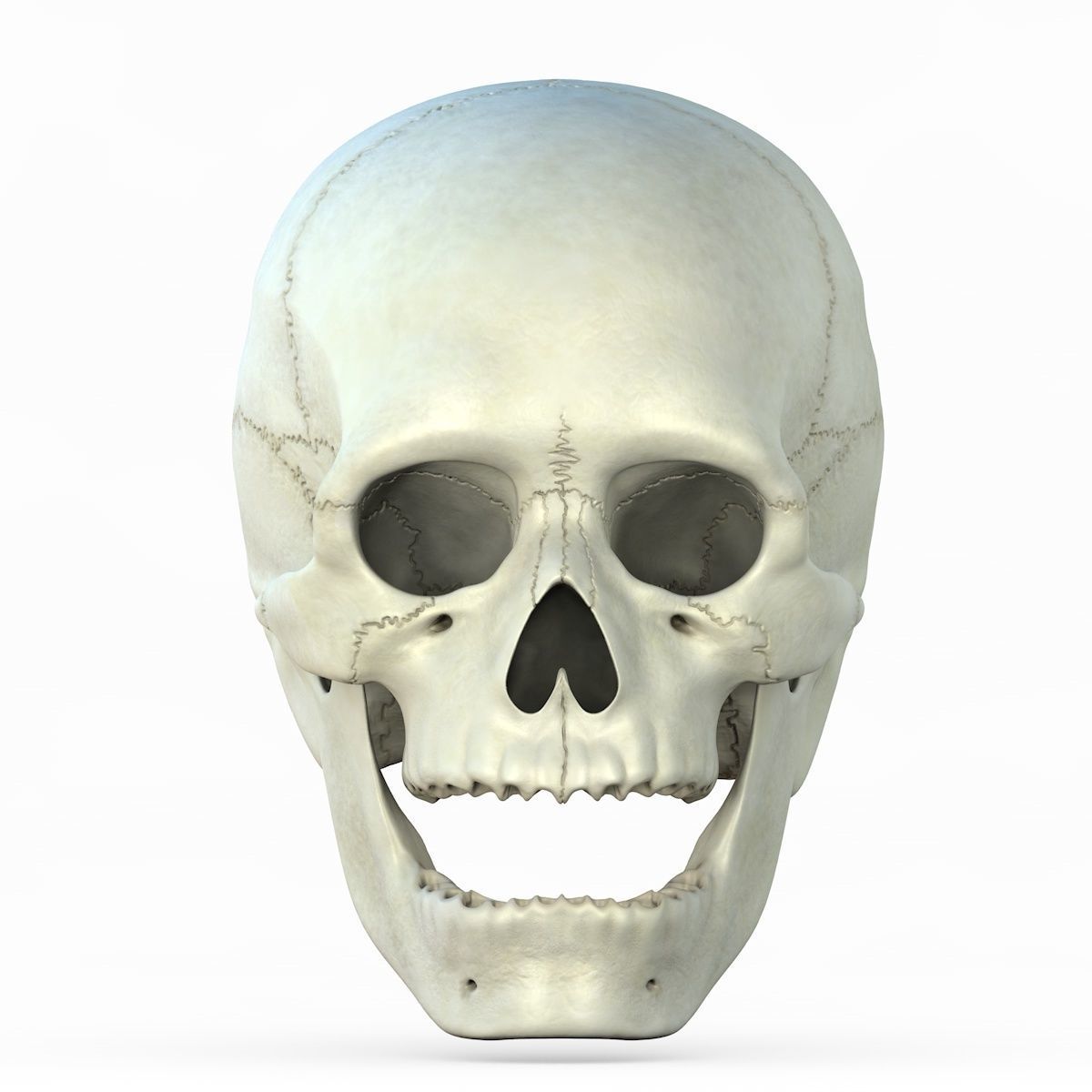 Skull 3d - Human Skull Low-poly 3D model_53