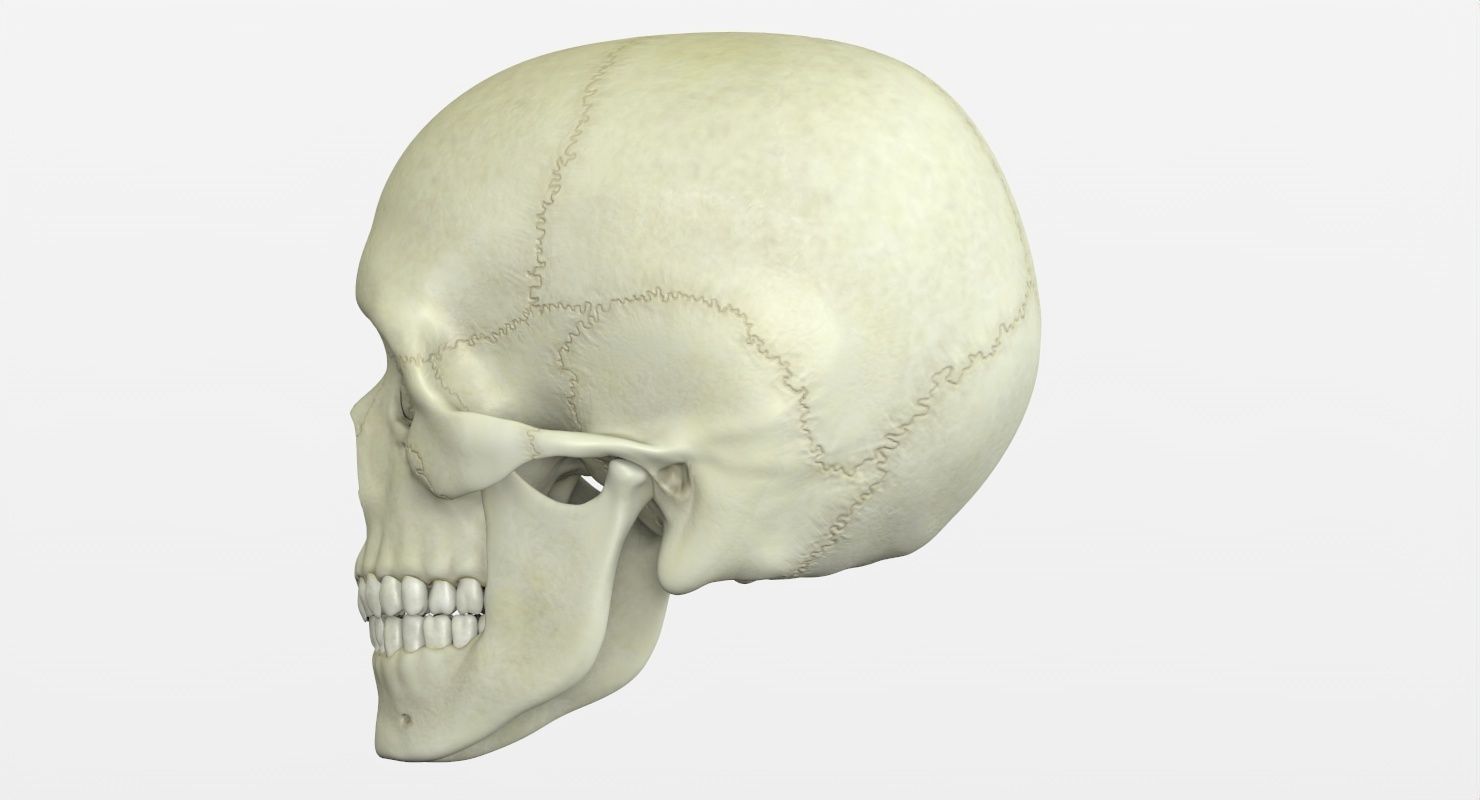 Skull 3d - Human Skull Low-poly 3D model_28