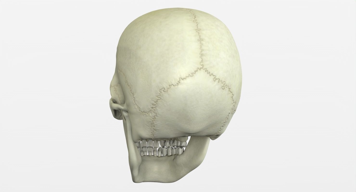 Skull 3d - Human Skull Low-poly 3D model_31