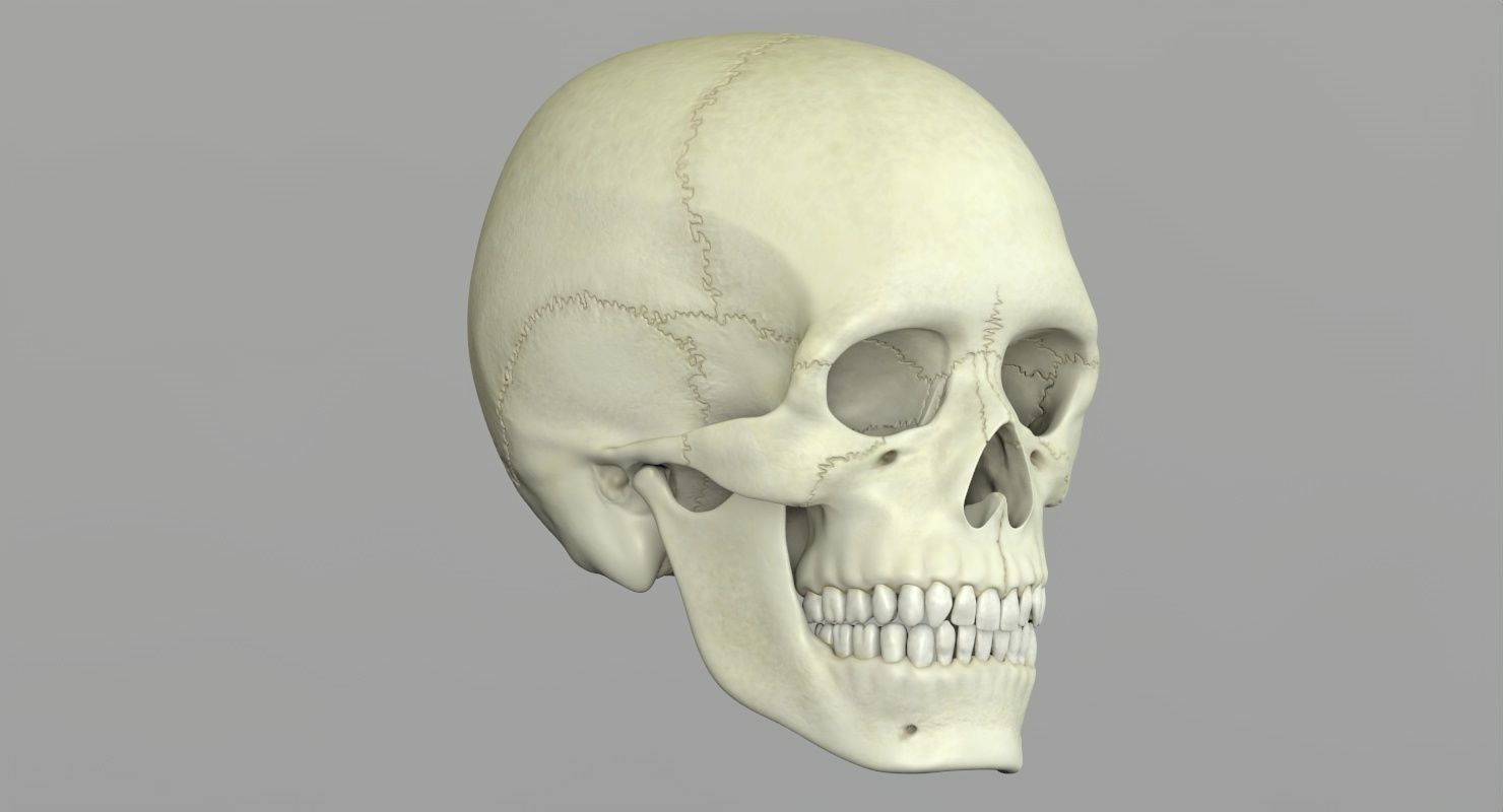 Skull 3d - Human Skull Low-poly 3D model_34
