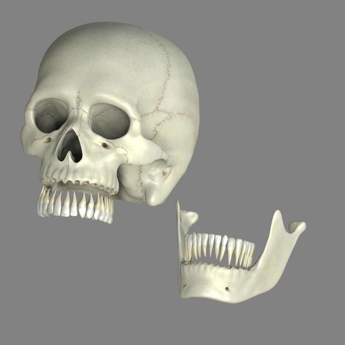 Skull 3d - Human Skull Low-poly 3D model_18