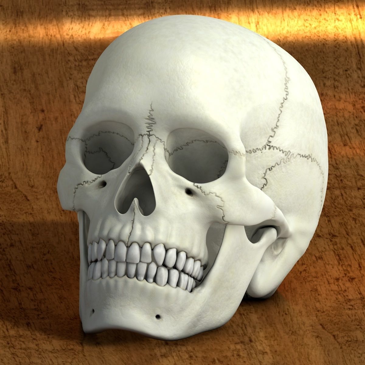 Skull 3d - Human Skull Low-poly 3D model_8