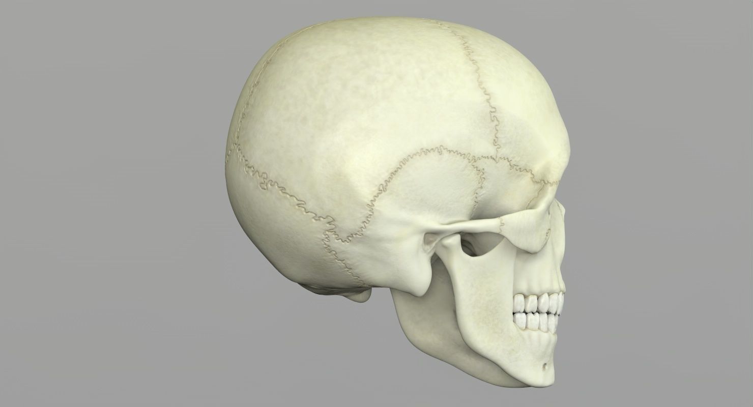 Skull 3d - Human Skull Low-poly 3D model_35