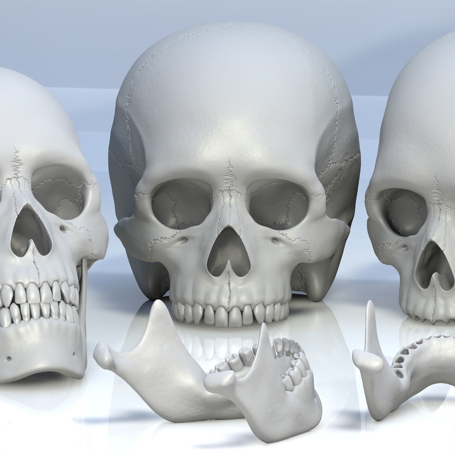 Skull 3d - Human Skull Low-poly 3D model_5