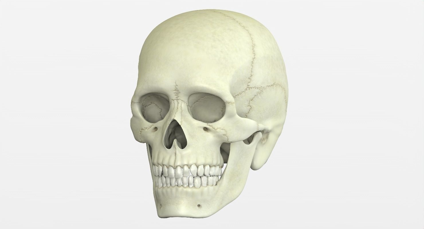 Skull 3d - Human Skull Low-poly 3D model_23