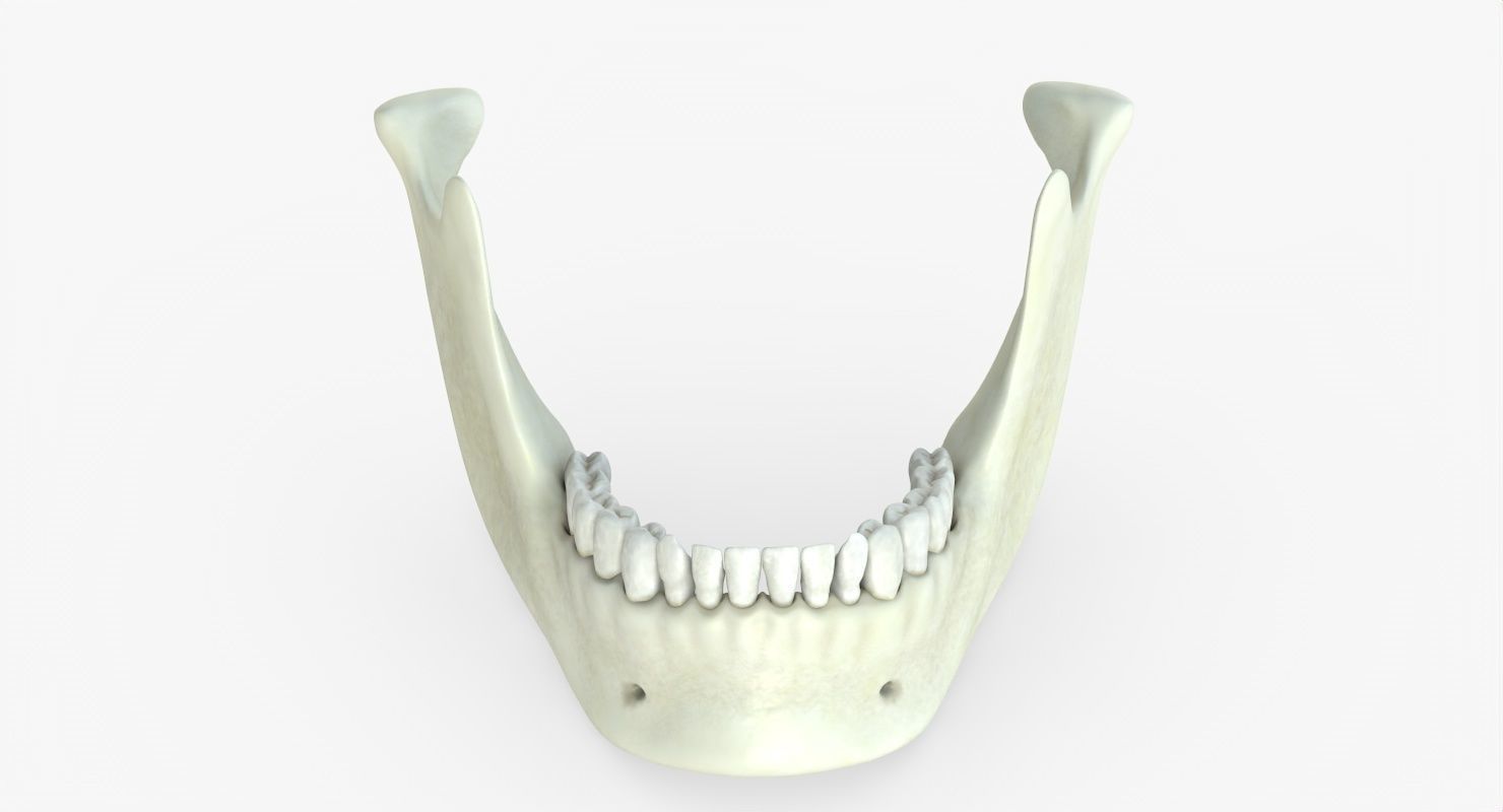 Skull 3d - Human Skull Low-poly 3D model_43