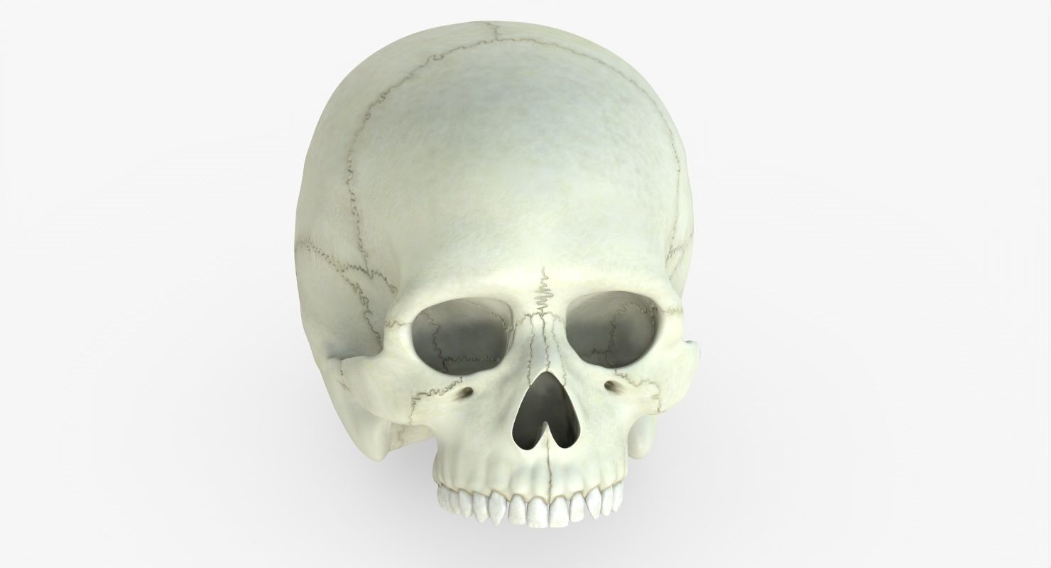 Skull 3d - Human Skull Low-poly 3D model_46