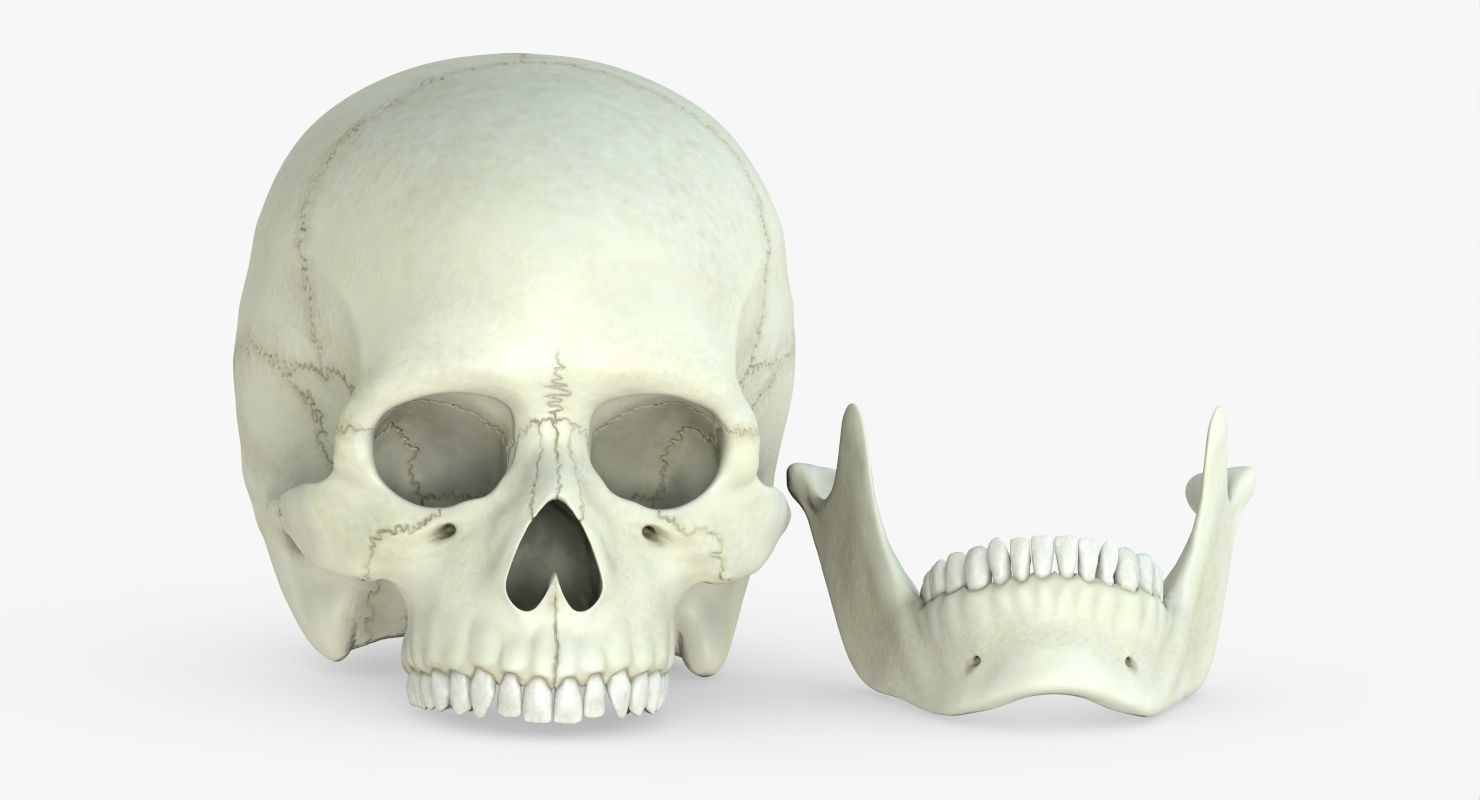 Skull 3d - Human Skull Low-poly 3D model_41