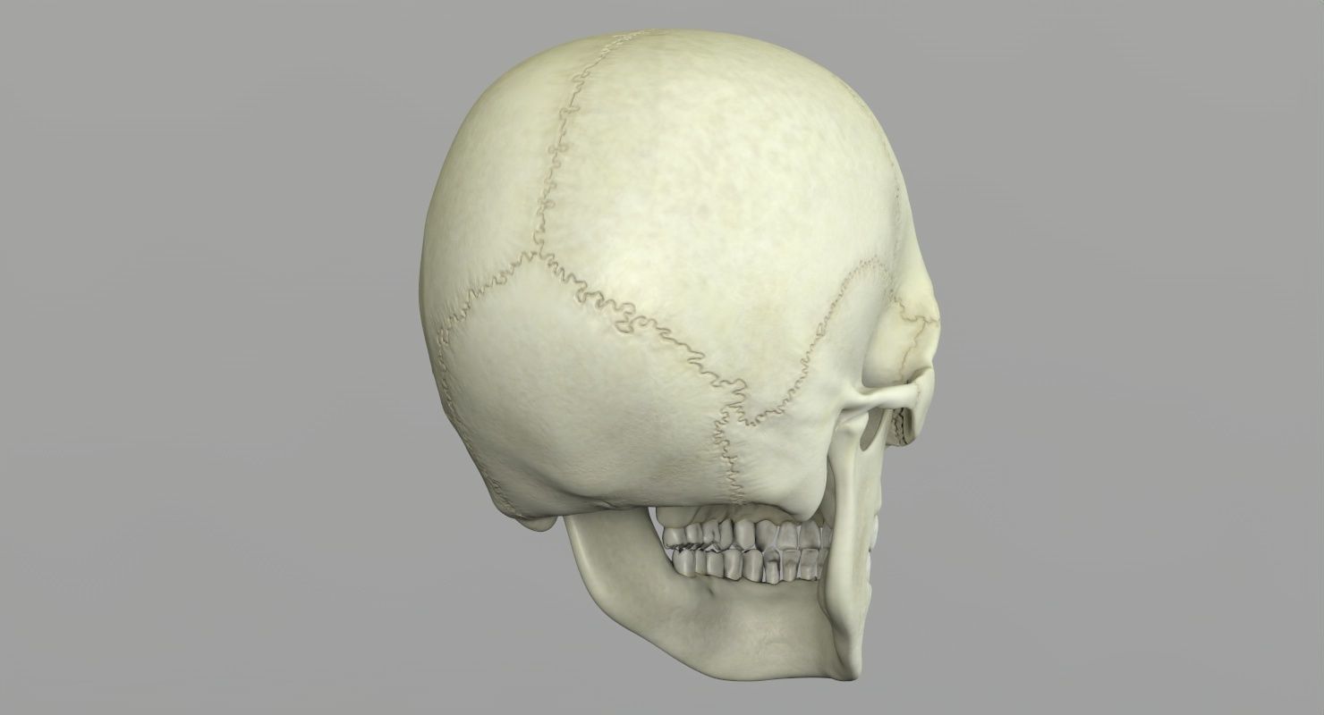 Skull 3d - Human Skull Low-poly 3D model_36