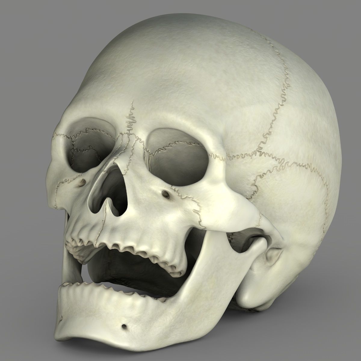 Skull 3d - Human Skull Low-poly 3D model_19