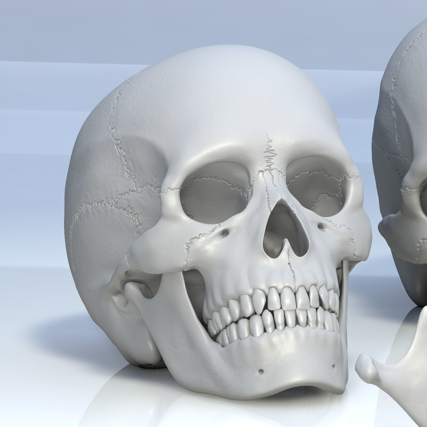 Skull 3d - Human Skull Low-poly 3D model_4