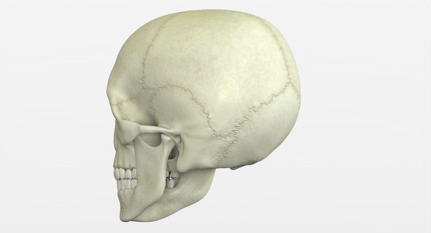 Skull 3d - Human Skull Low-poly 3D model_29