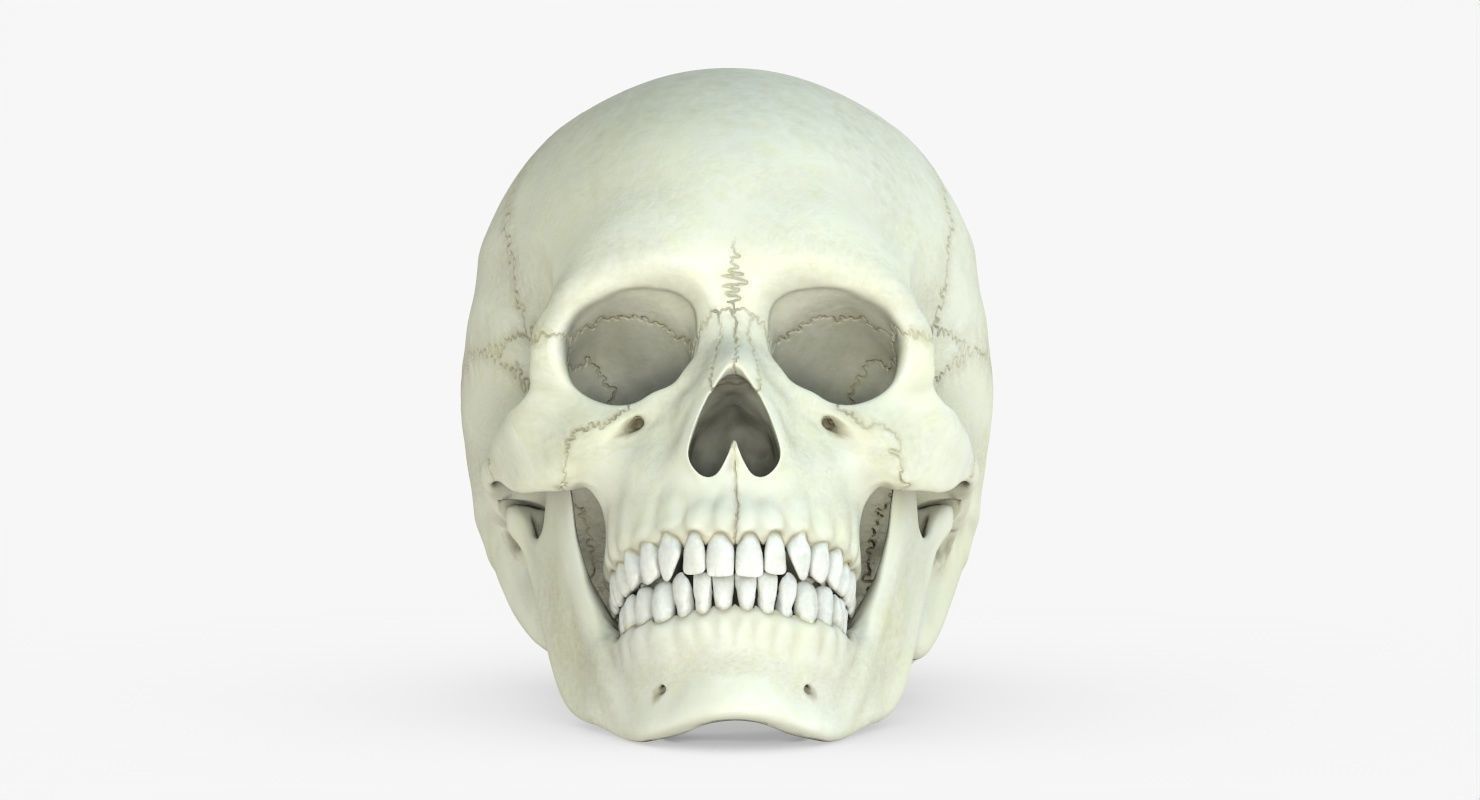 Skull 3d - Human Skull Low-poly 3D model_47