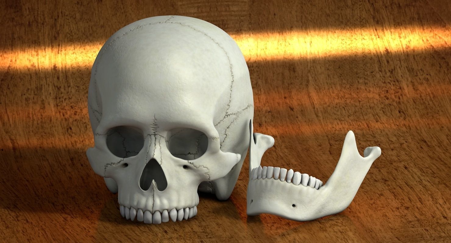 Skull 3d - Human Skull Low-poly 3D model_20