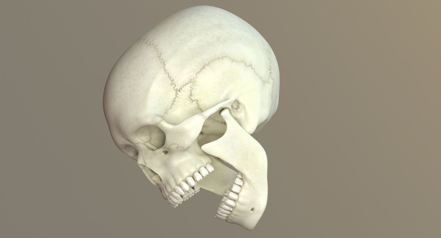 Skull 3d - Human Skull Low-poly 3D model_50