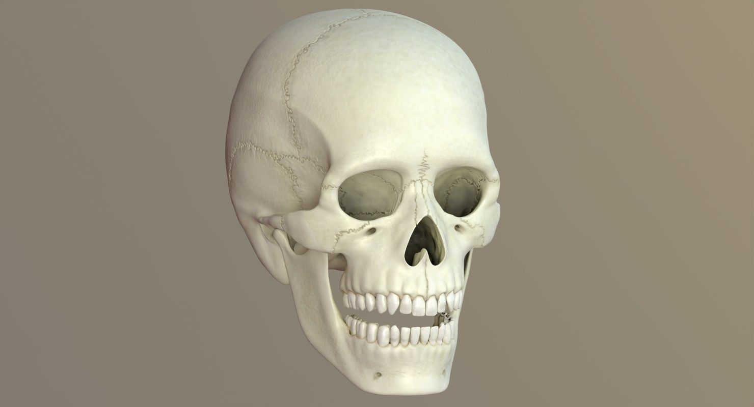 Skull 3d - Human Skull Low-poly 3D model_49