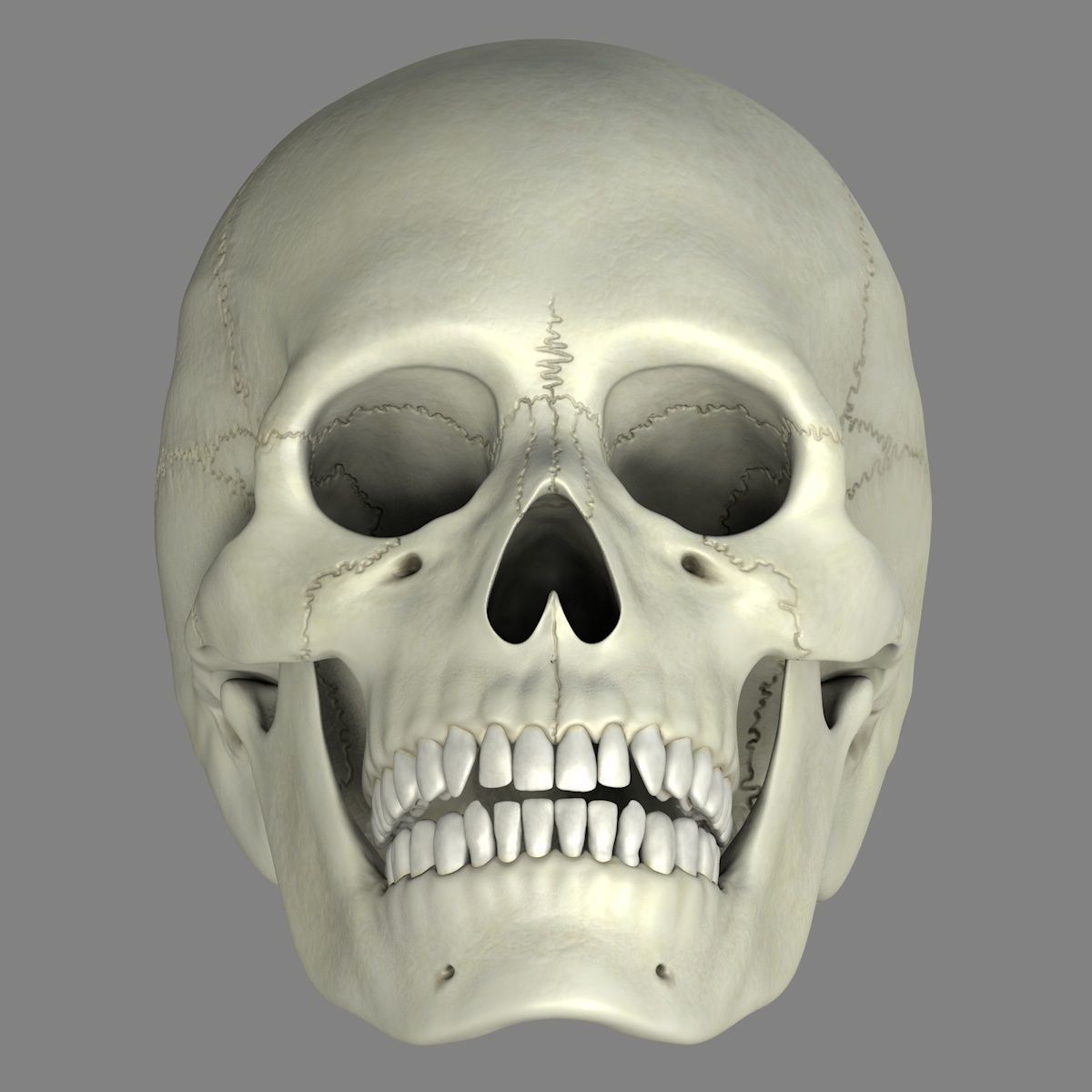 Skull 3d - Human Skull Low-poly 3D model_9