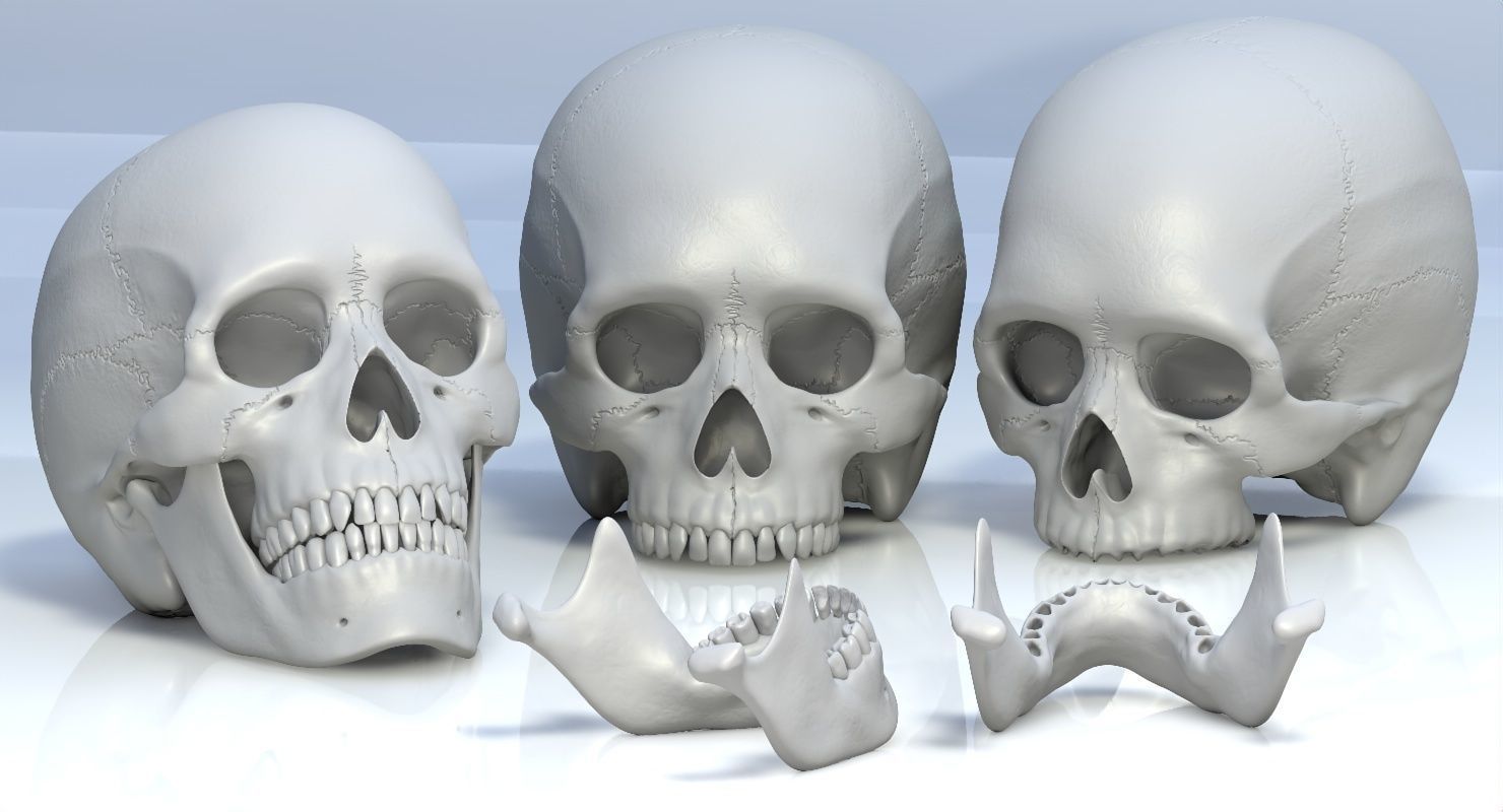 Skull 3d - Human Skull Low-poly 3D model_56