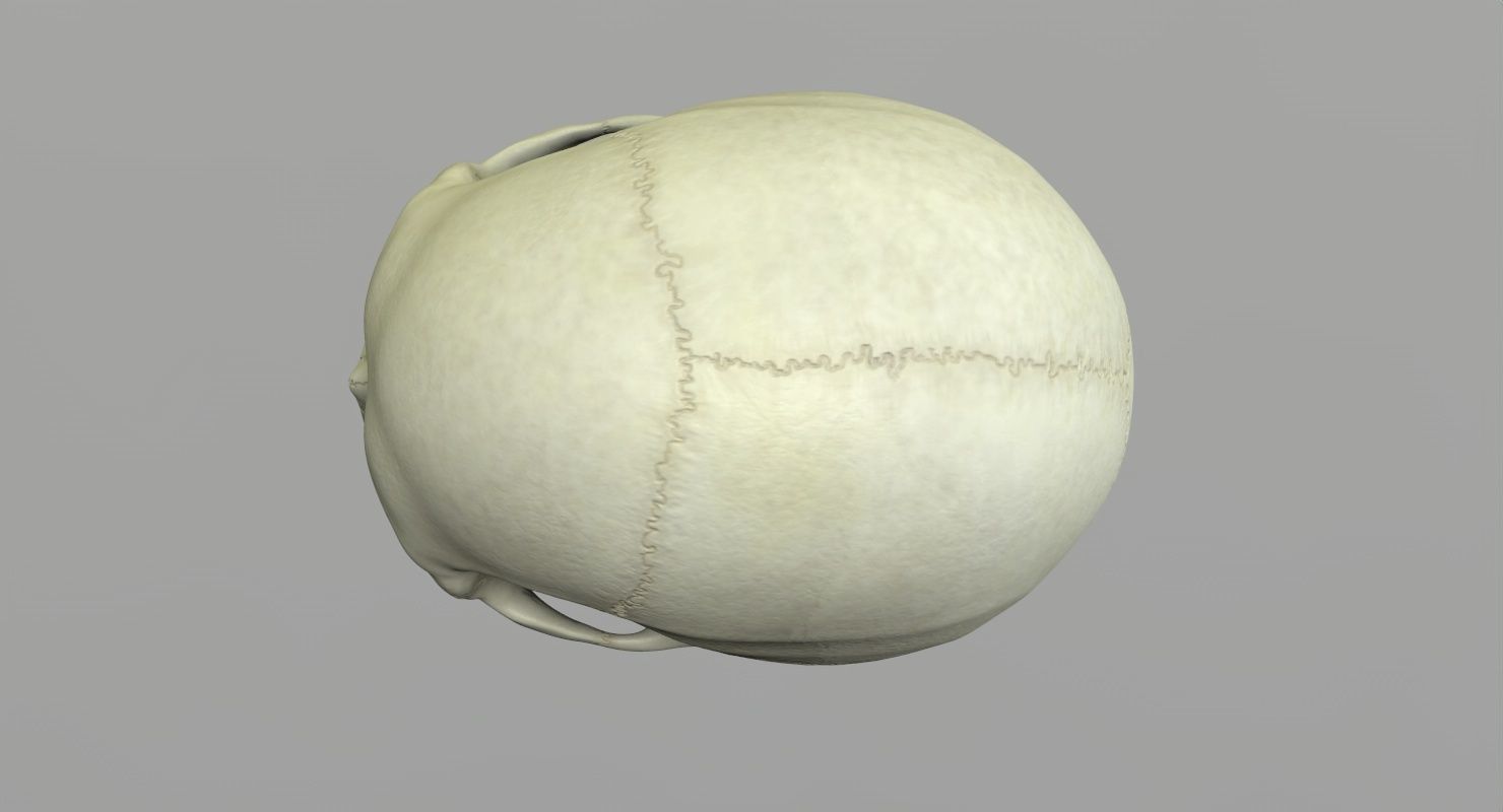 Skull 3d - Human Skull Low-poly 3D model_38