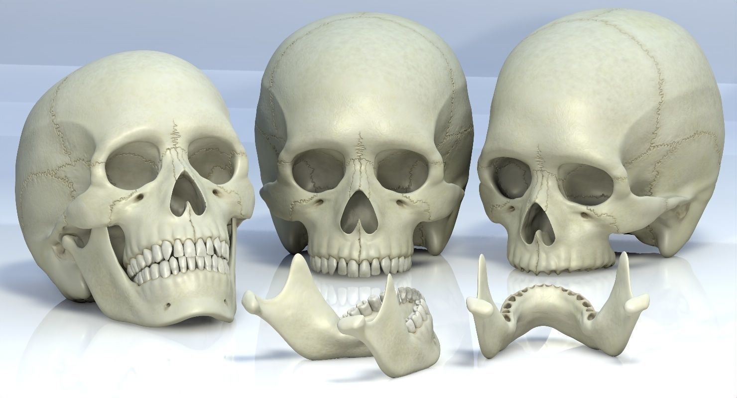 Skull 3d - Human Skull Low-poly 3D model_2