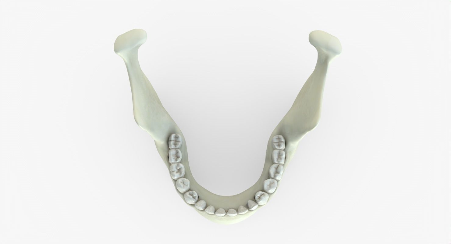 Skull 3d - Human Skull Low-poly 3D model_44