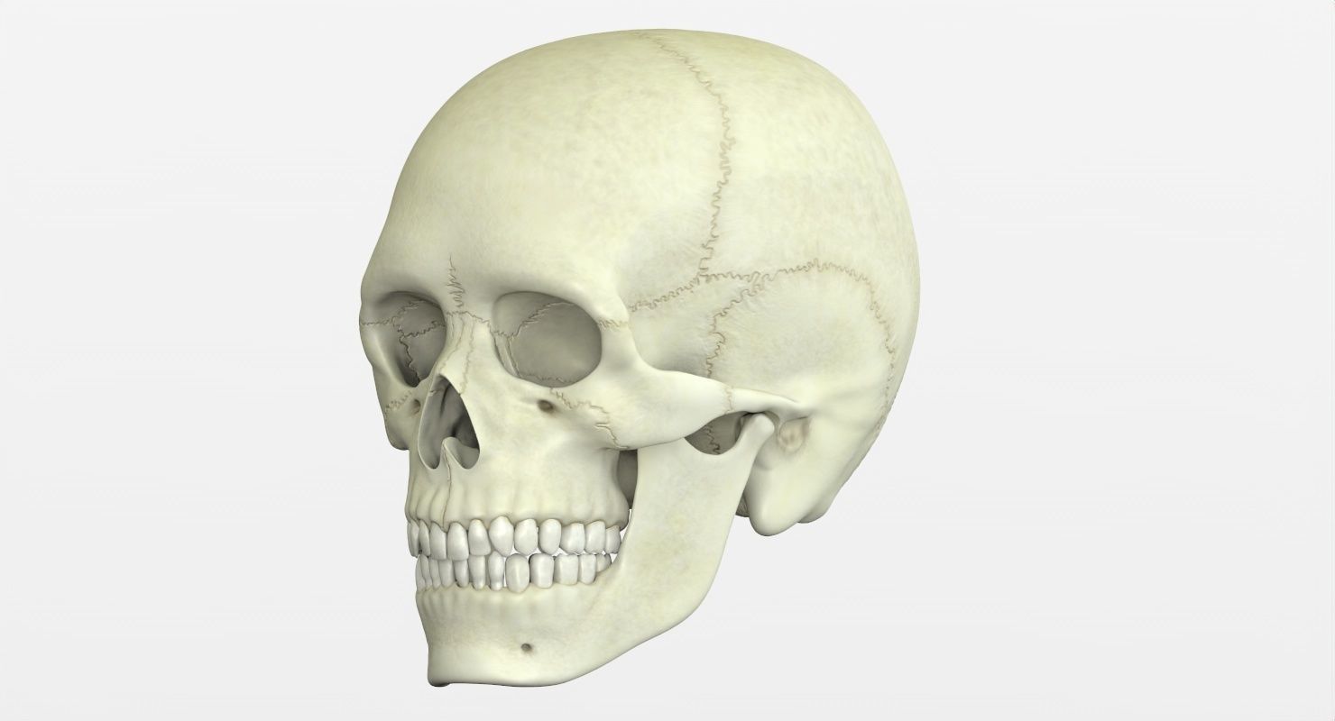Skull 3d - Human Skull Low-poly 3D model_24