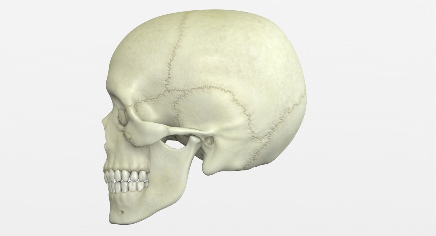 Skull 3d - Human Skull Low-poly 3D model_27