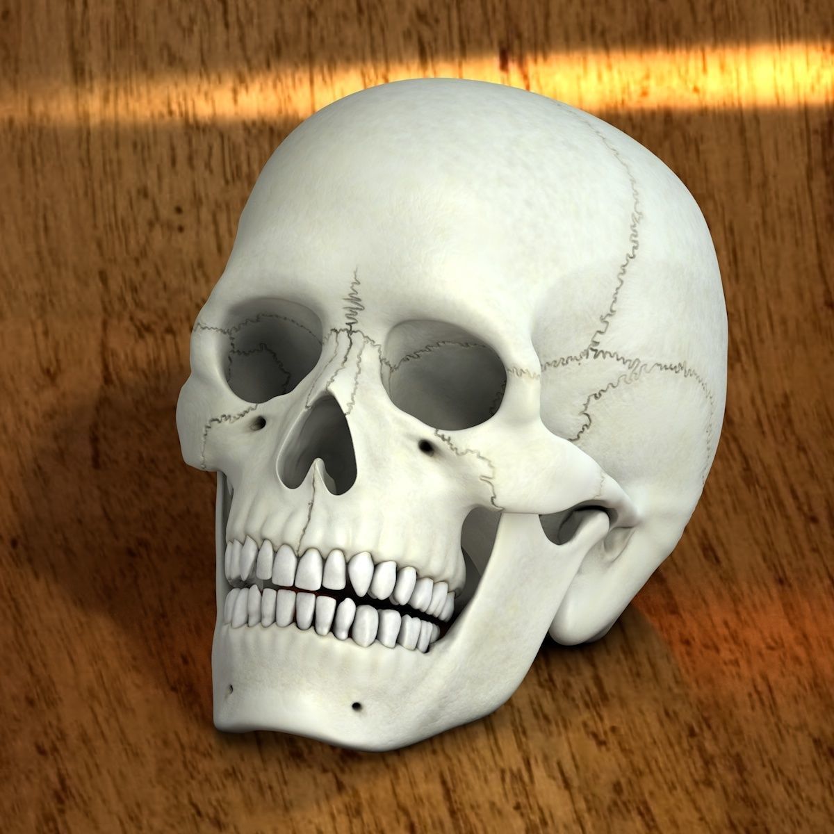 Skull 3d - Human Skull Low-poly 3D model_7
