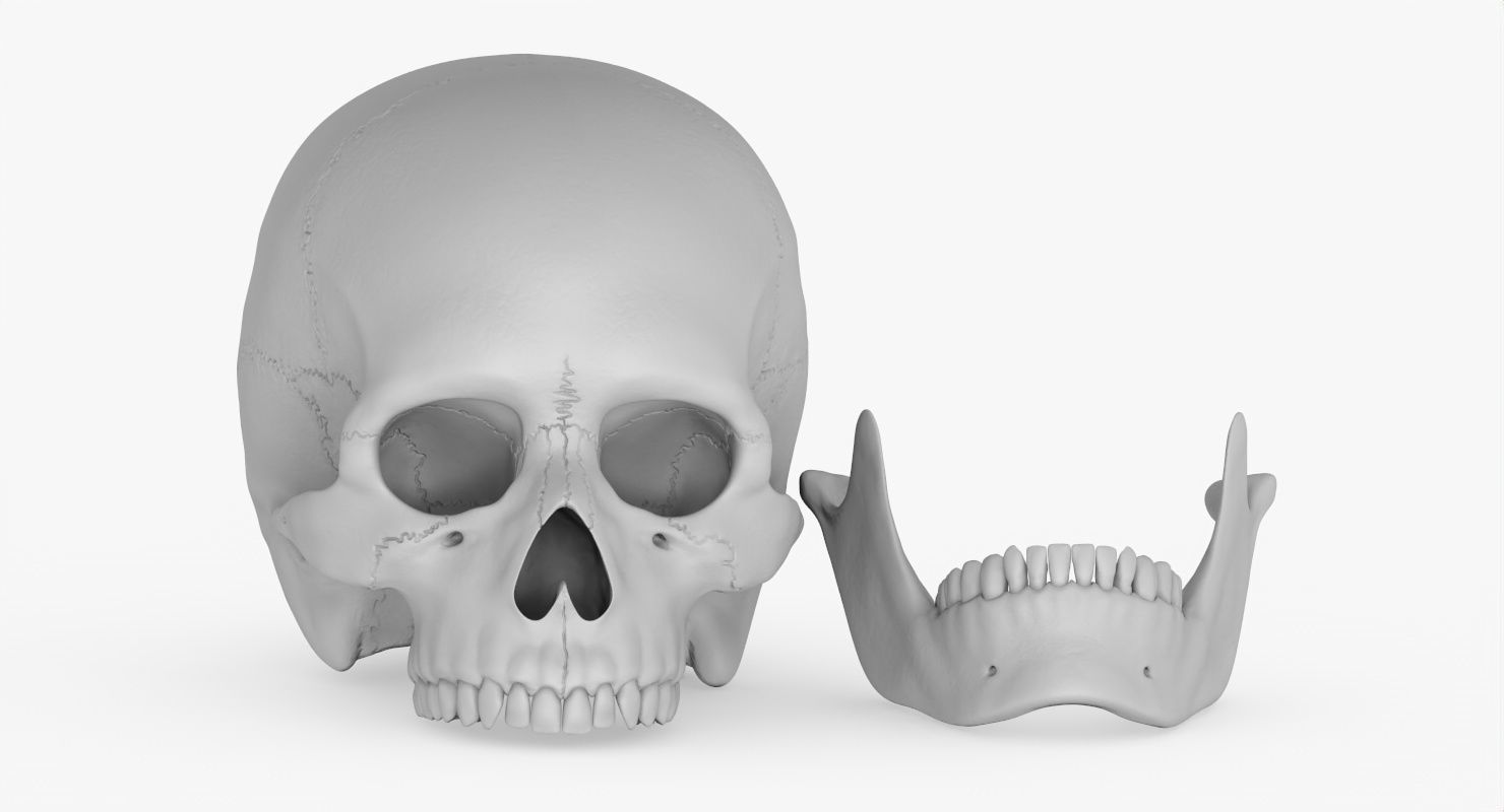 Skull 3d - Human Skull Low-poly 3D model_42