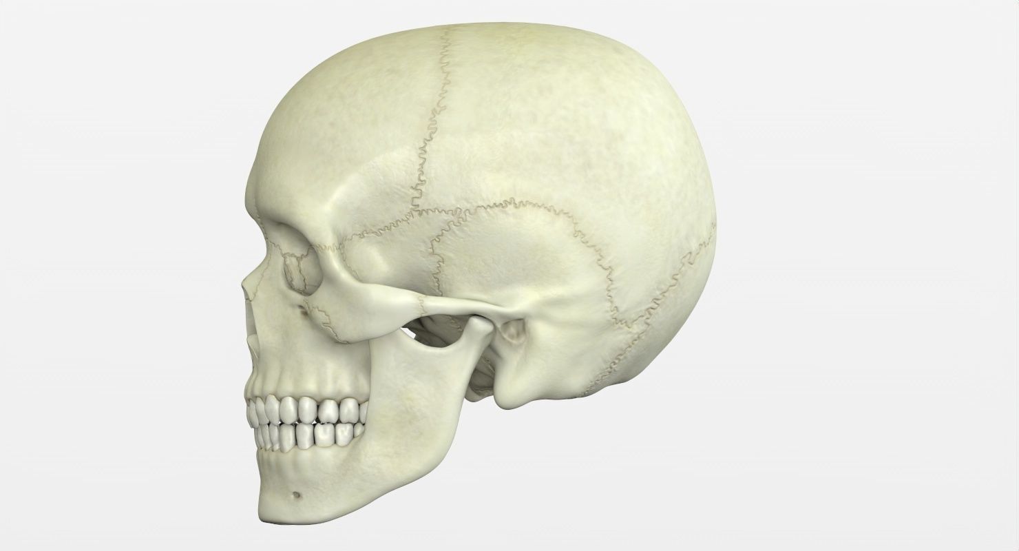 Skull 3d - Human Skull Low-poly 3D model_26
