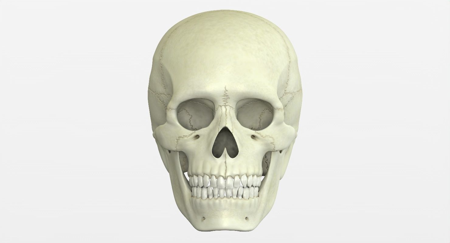 Skull 3d - Human Skull Low-poly 3D model_22