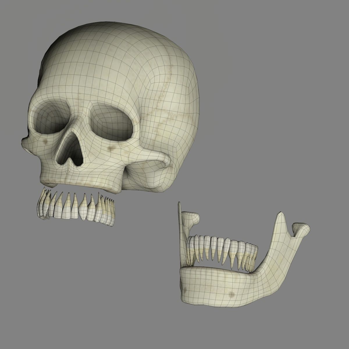 Skull 3d - Human Skull Low-poly 3D model_17