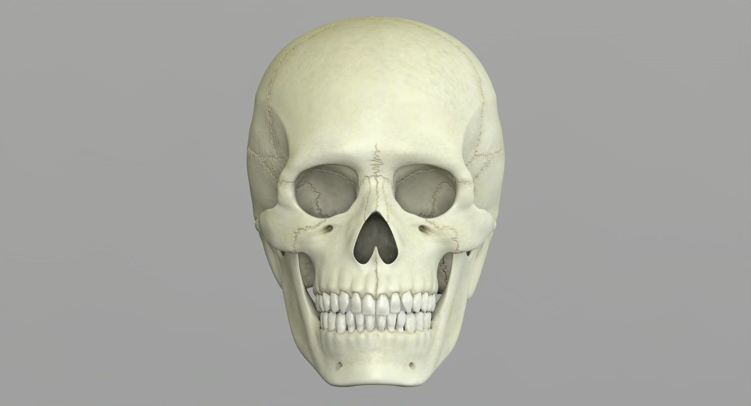 Skull 3d - Human Skull Low-poly 3D model_33