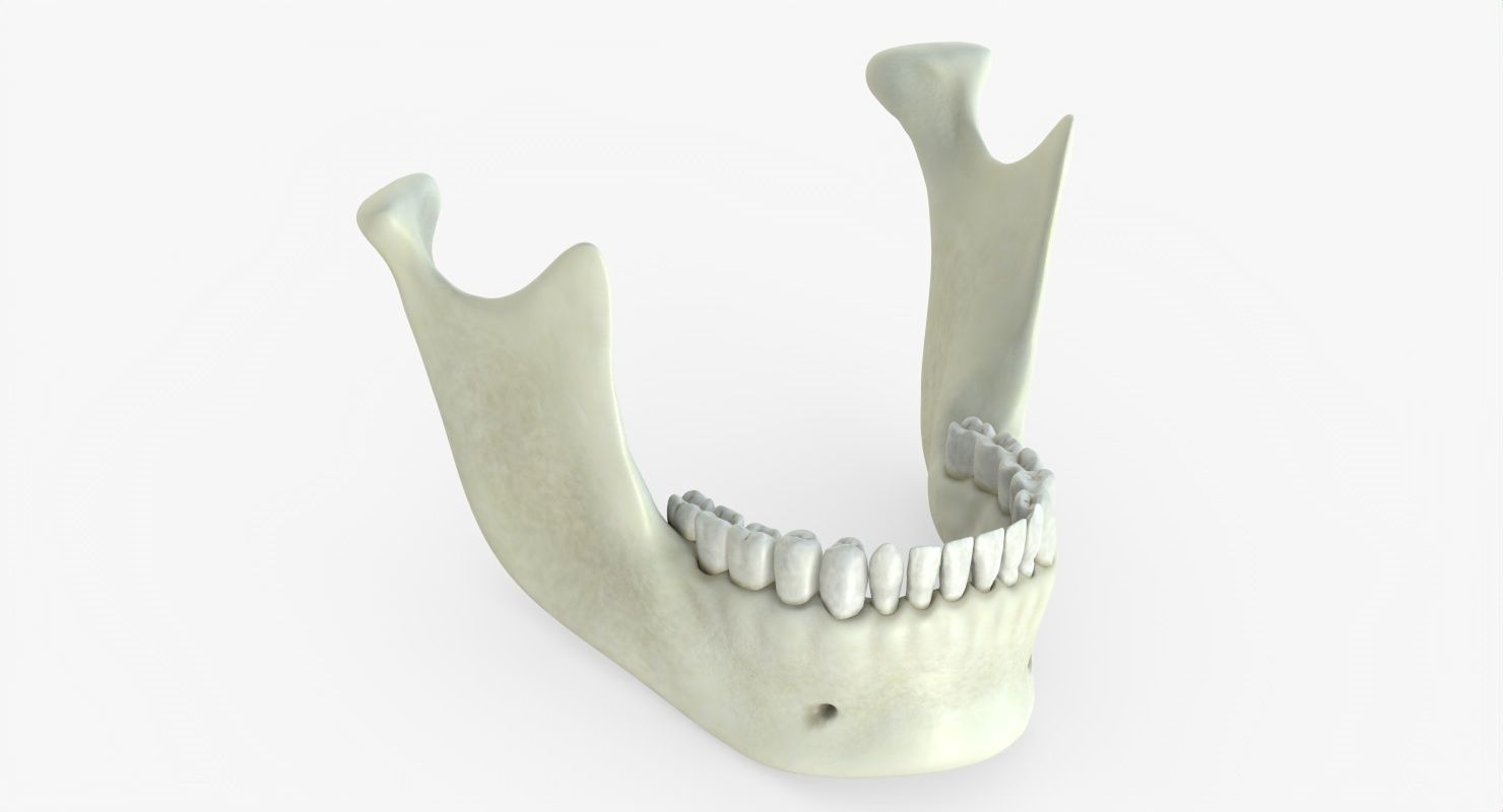 Skull 3d - Human Skull Low-poly 3D model_45