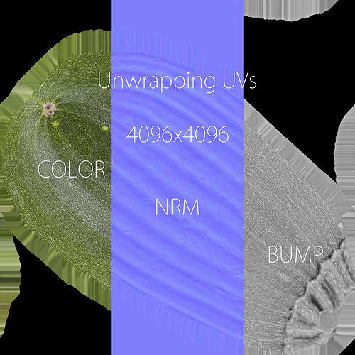 ZUCCHINI Low-poly 3D model 6