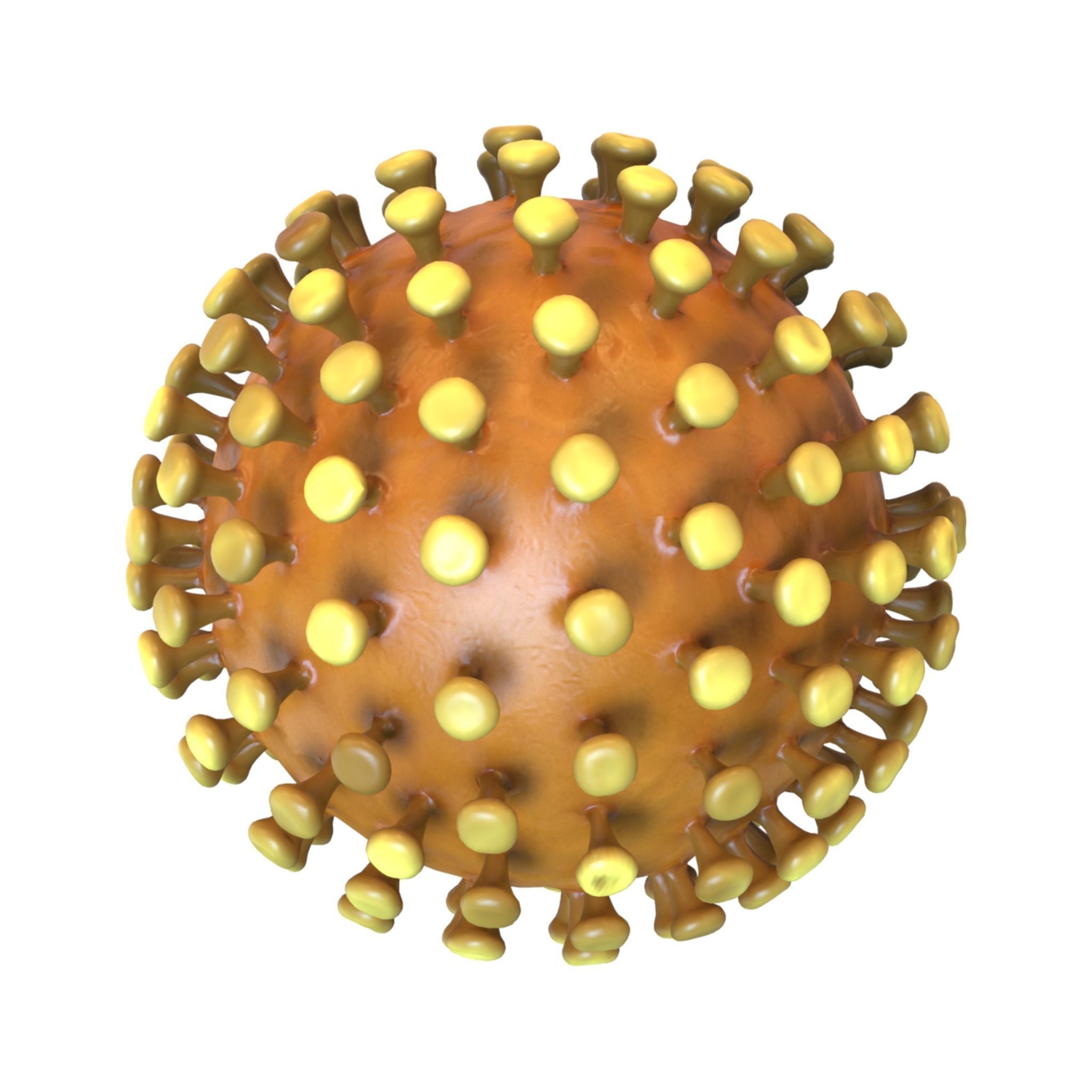 Coronavirus 3D model_3