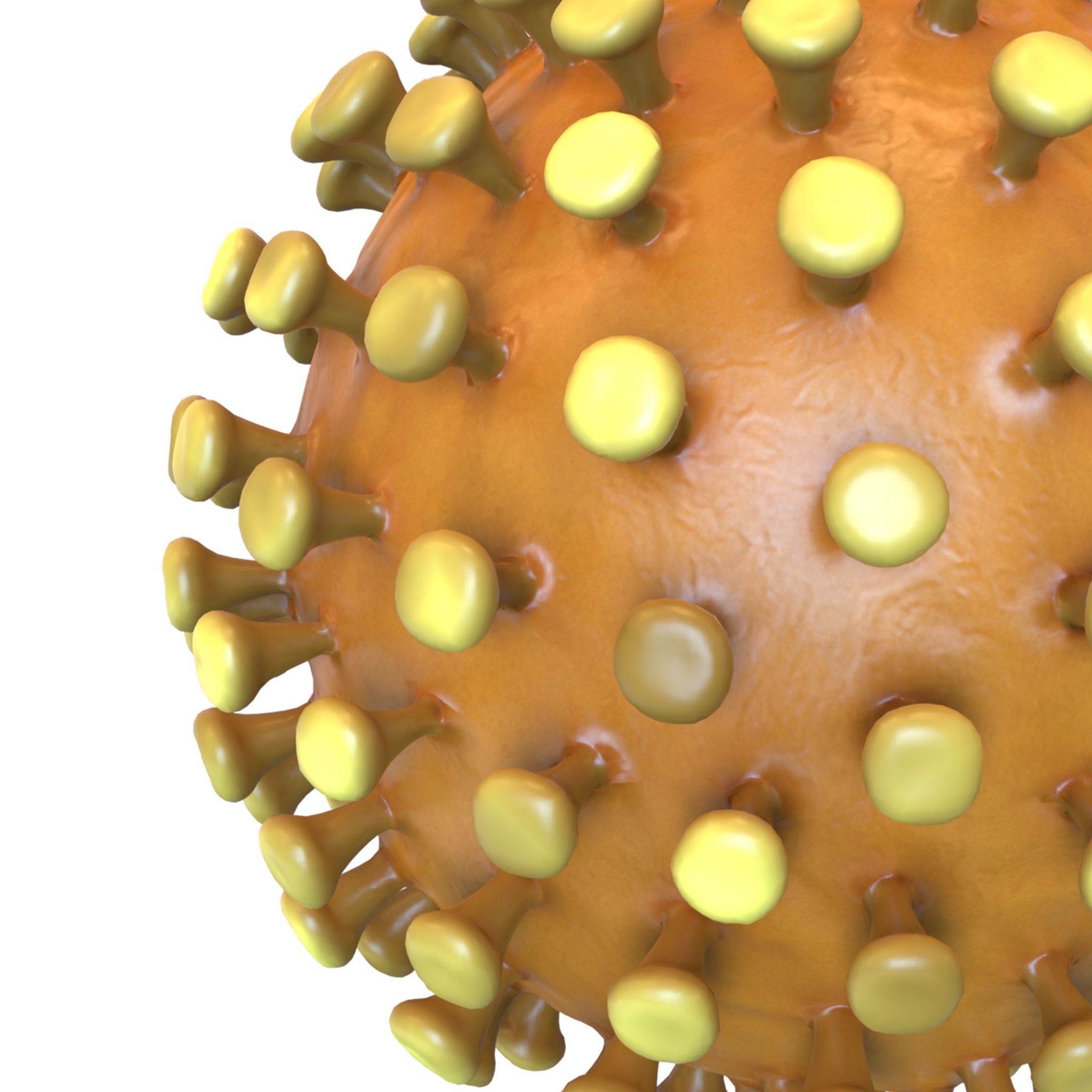 Coronavirus 3D model_4