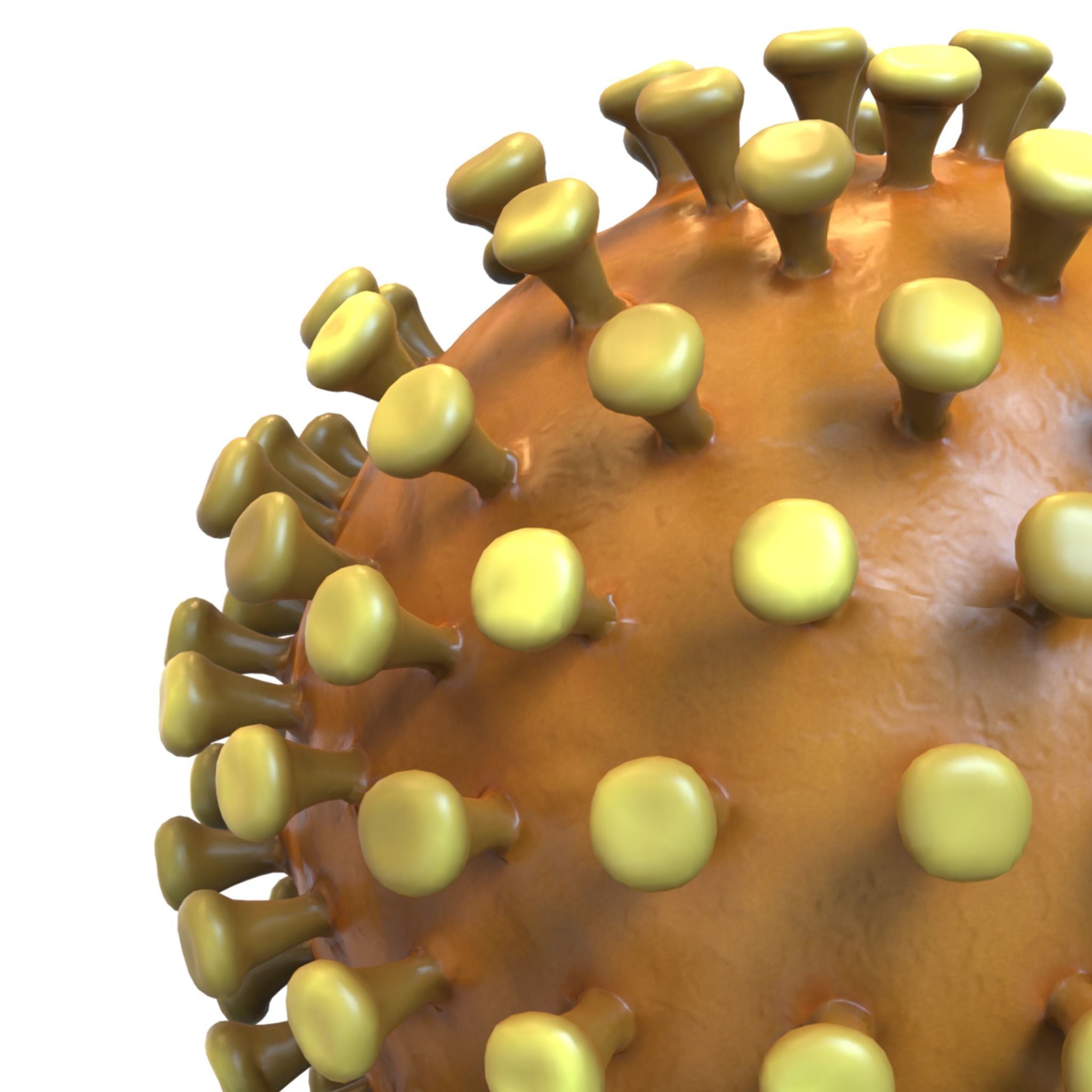 Coronavirus 3D model_5