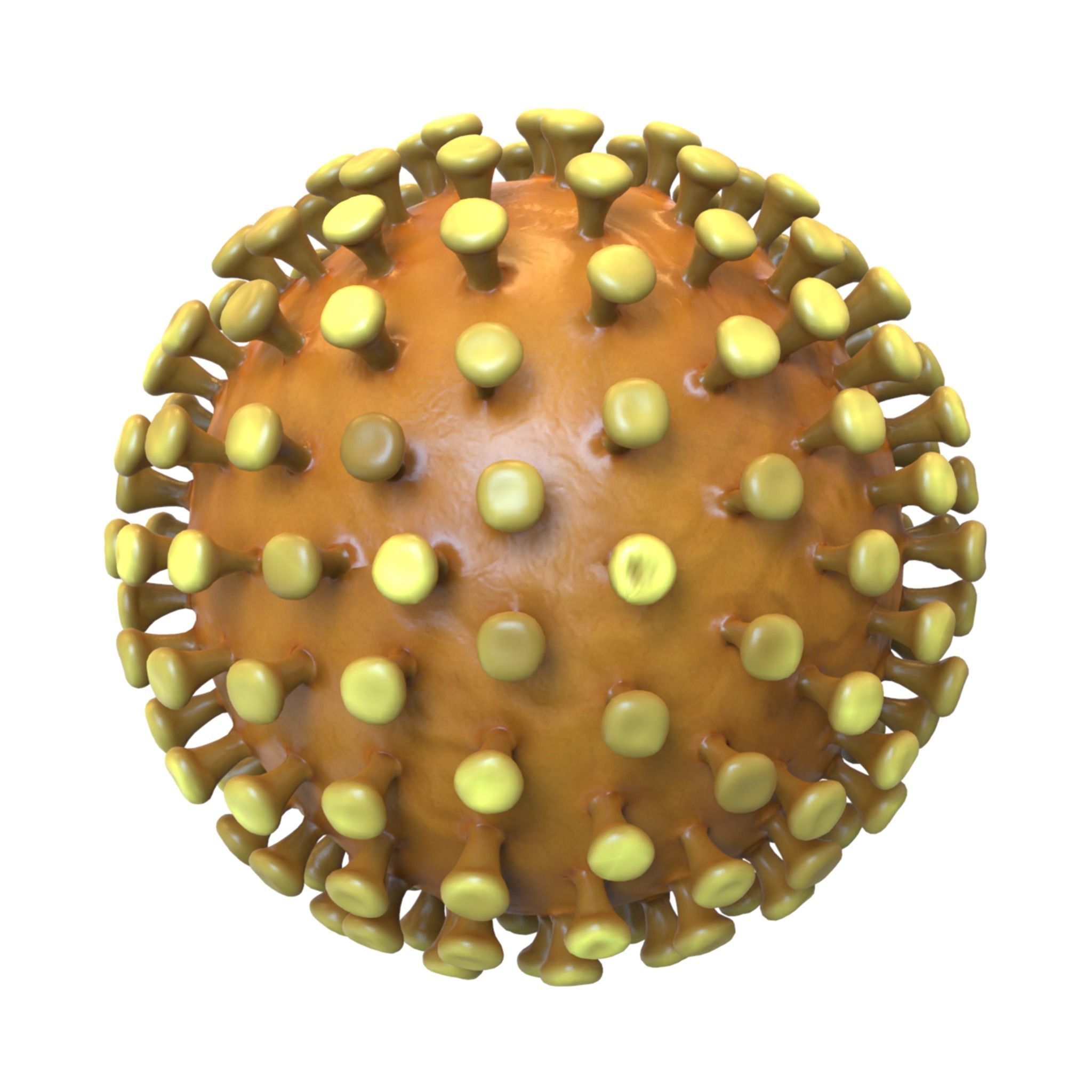 Coronavirus 3D model_2
