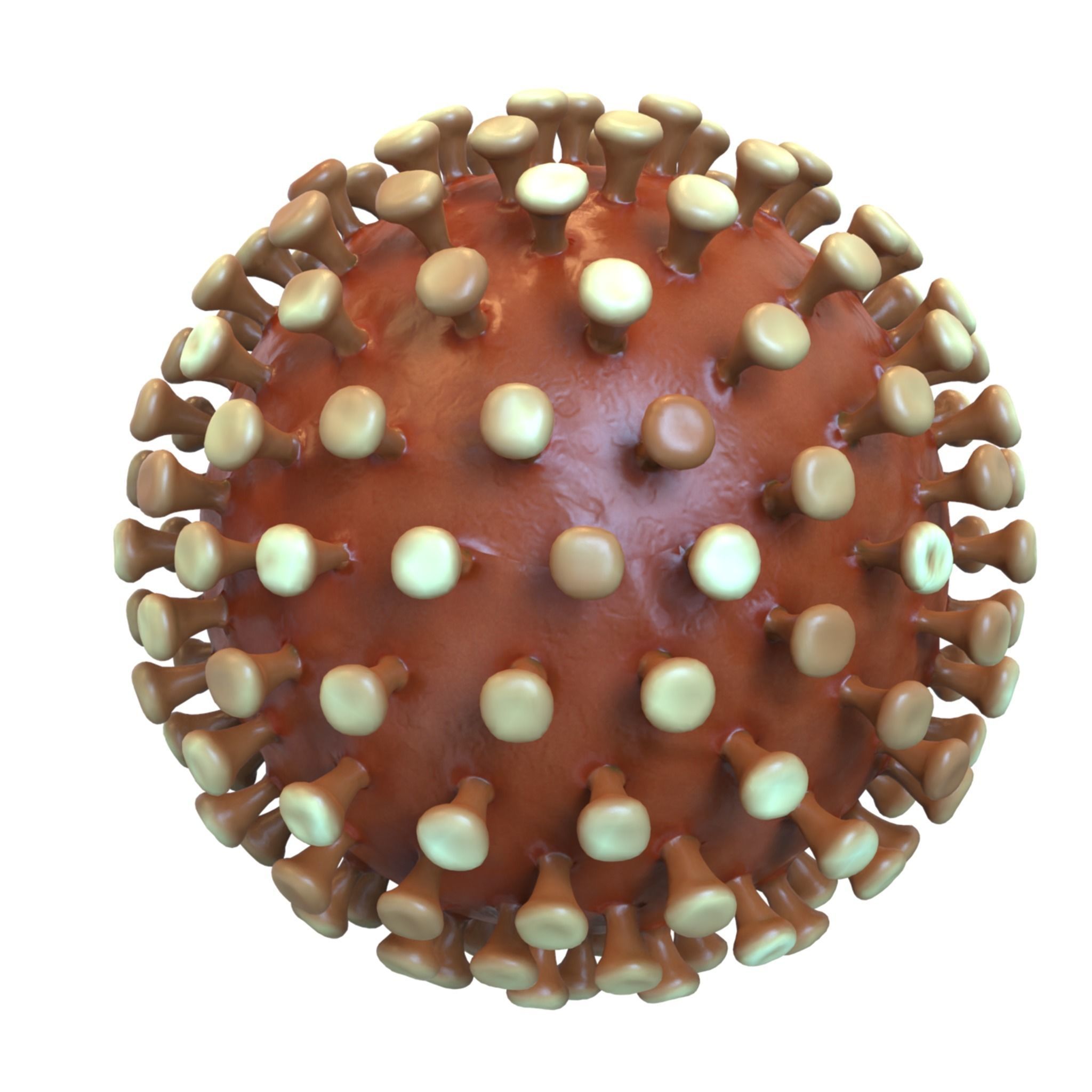 Coronavirus 3D model_2