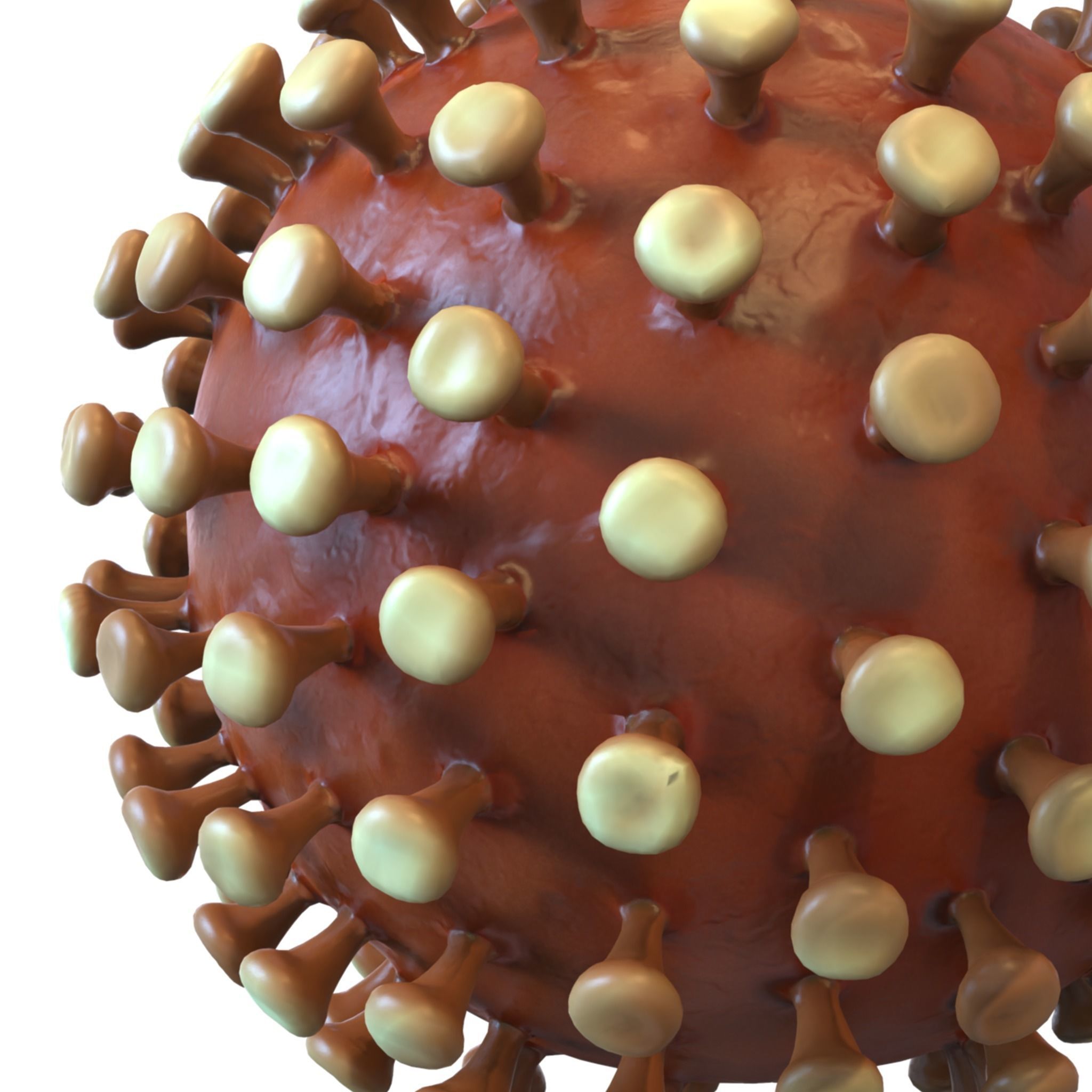 Coronavirus 3D model_6