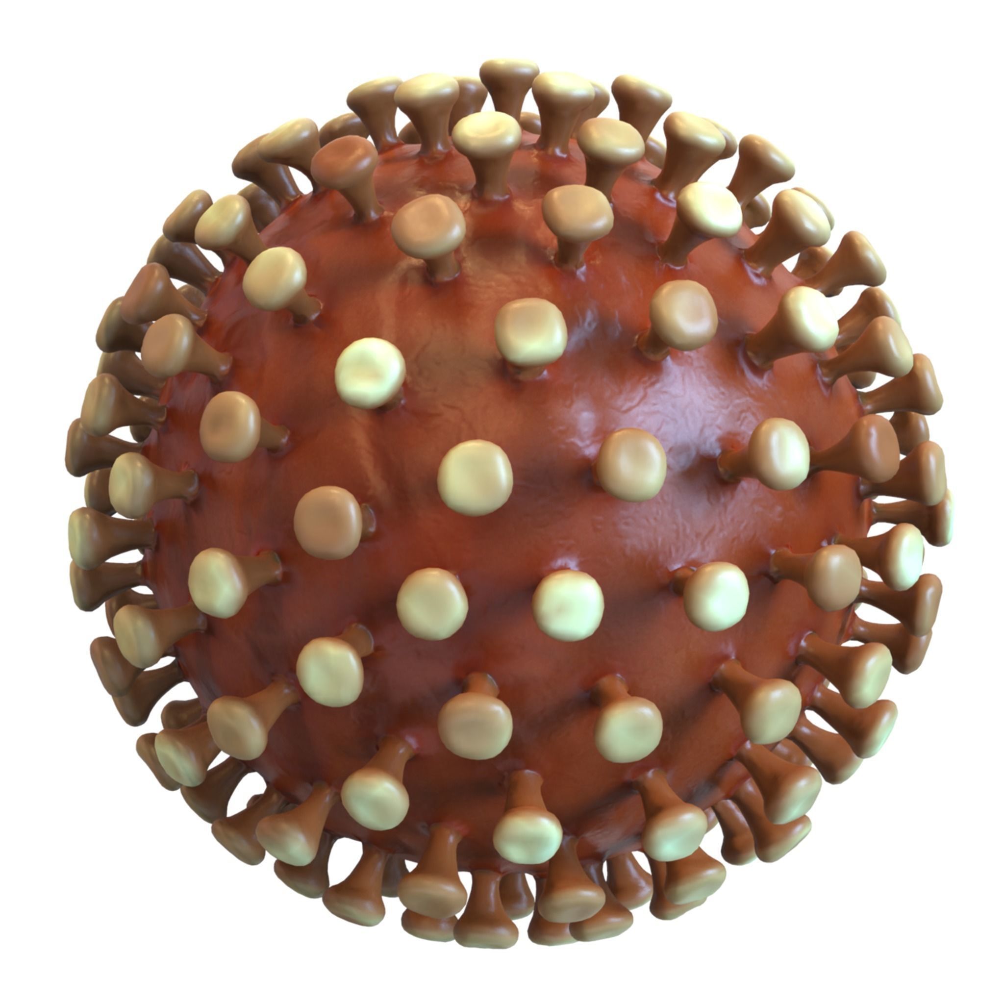 Coronavirus 3D model_4